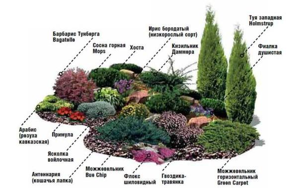 What can be planted on a low hill or in a rockery 