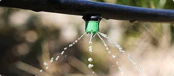 Water consumption is more economical with drip feeding