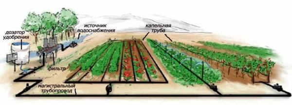 Automatic irrigation of vegetable garden with your own hands can be assembled from components or buy ready-made kits for irrigation