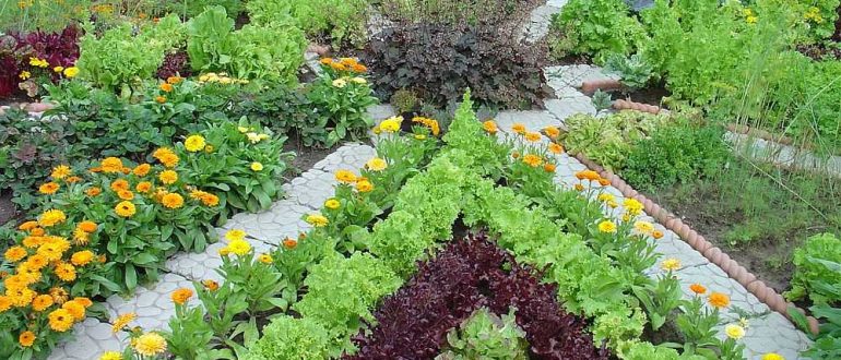 Ornamental vegetable garden: making beautiful beds - 60 photos