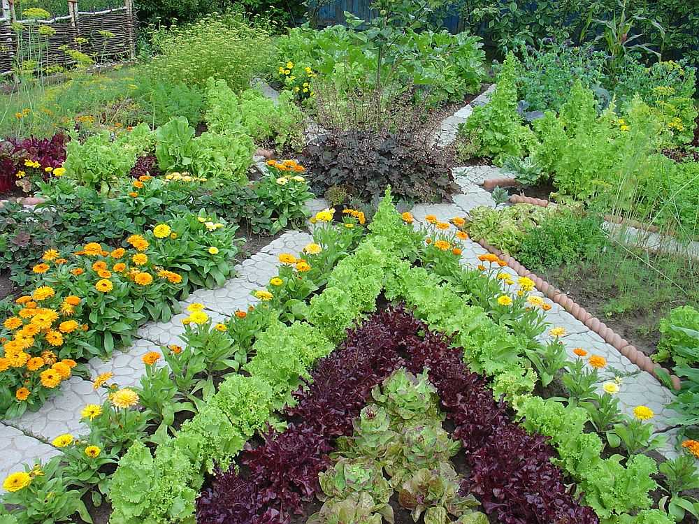 Ornamental vegetable garden: making beautiful beds - 60 photos