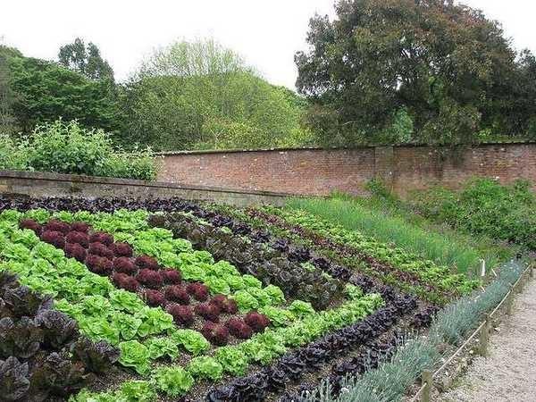 Evenly planted leafy vegetables of different varieties are already beautiful