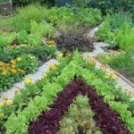 Vegetable beds edged with flowers are beautiful