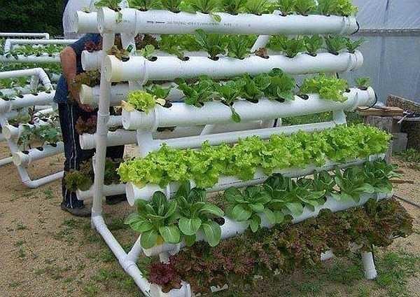 A bed for greens made of plastic pipes