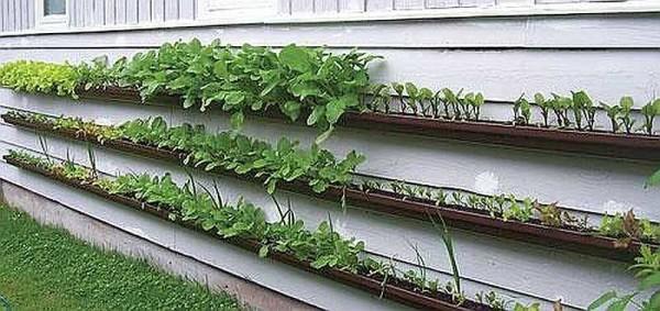 Garden on the wall of the house