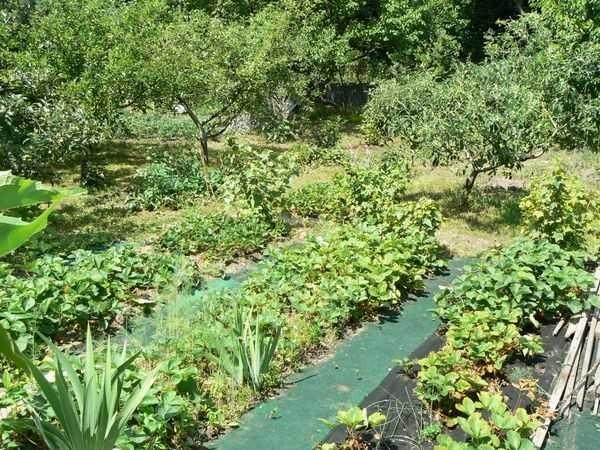 Old carpeting can become a garden path (albeit for one year)