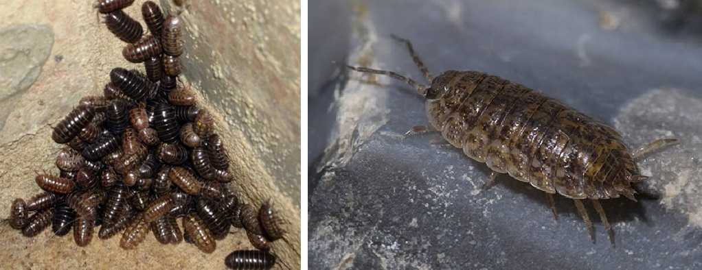 Getting rid of insects in the bathroom