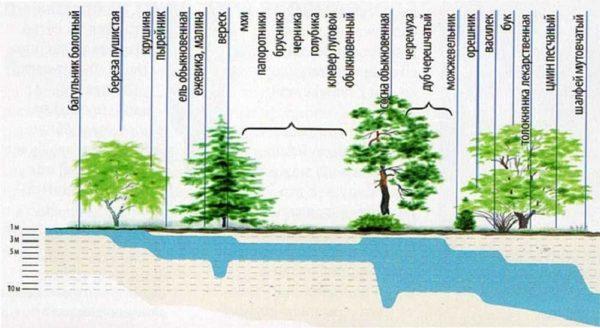 Determine the depth of groundwater occurrence by plants