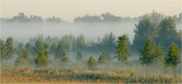 You can tell if there is water underground by the accumulation of fog