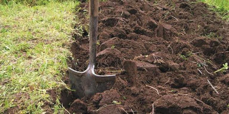 Digging the vegetable garden in the fall