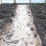 Mulching the soil in the greenhouse