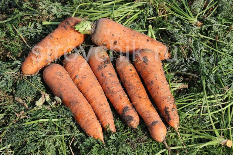 Carrots on the bed