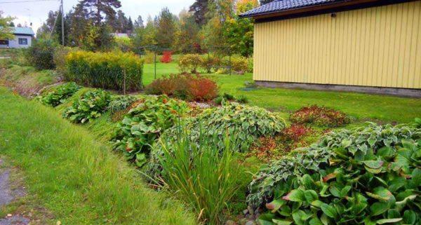 To prevent the edges of the ditch from crumbling, it can be planted with moisture-loving plants with a strong root system