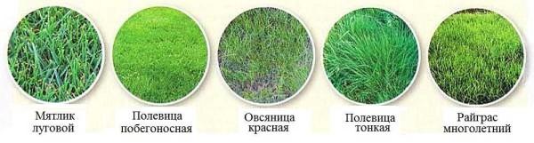 The choice of lawn grasses is wide, but five main ones are most commonly used: