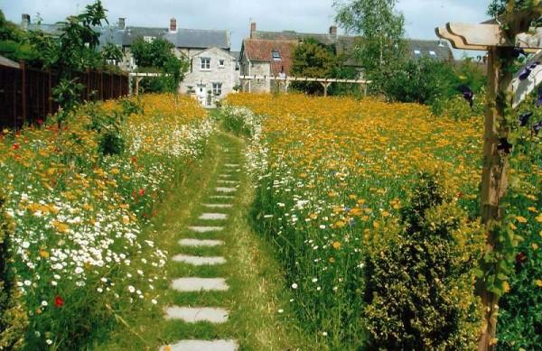 Meadow lawns are highly decorative 