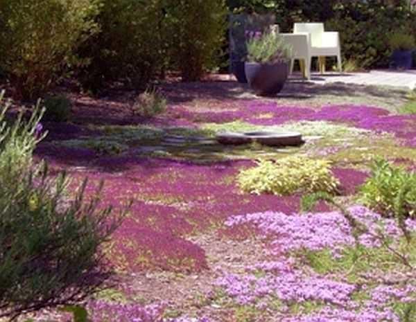 Non-traditional lawns - non-grass lawns are made of ground cover arstheniae