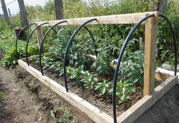 This greenhouse can be used not only for growing peppers or eggplants. The greenhouse can be used only for growing peppers or eggplants.