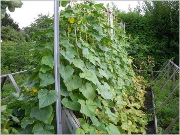 Here's how to remodel such a greenhouse for cucumbers