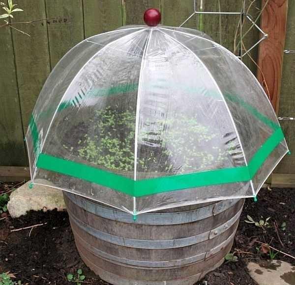 Greenhouse from an old barrel