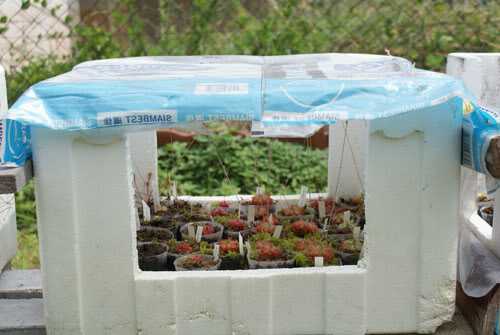 Do you have a plastic box? We could use it for seedlings