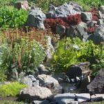 Water overflowing over the edge when the pump is switched on is spread around the plot: mini streams have been made, and flowers have been planted along their edges. And the mini pond now gives life to a large area planted with plants