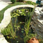 That's the plants grown up, the ornamental pond is ready.