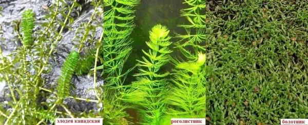 These plants enrich the water with oxygen