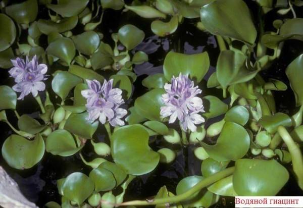 To keep your pond water from blooming, plant this beautiful flower