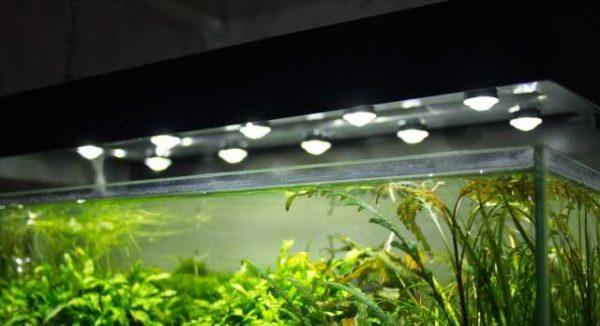 Example of using LEDs for aquarium lighting