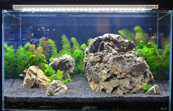 Proper aquarium lighting should provide enough light, but too much light is also harmful