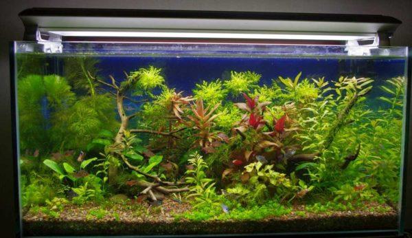 The right lighting for an aquarium should be selected according to many parameters