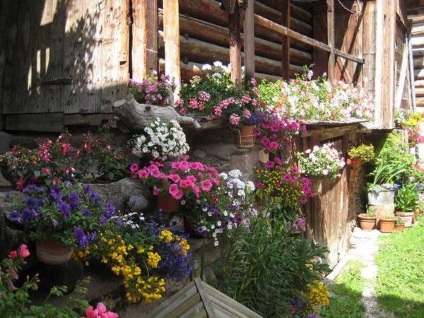 An abundance of color will beautify any landscape or home