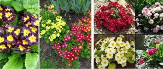 What flowers to plant at the cottage? Perennial garden flowers