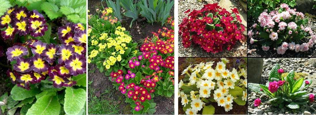 What flowers to plant at the cottage? Perennial garden flowers