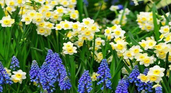 Spring flowers - traditional and not so traditional 