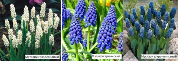 Muscari are perennial bulbous flowers that bloom in spring