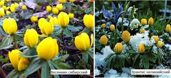 Spring flowers for dacha - unpretentious, wintering in the open ground