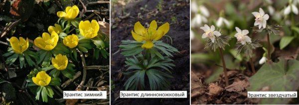 It looks decorative when planted in a rambathe, on stones