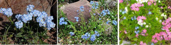 The lovely charm of the forget-me-not will brighten up the flower bed