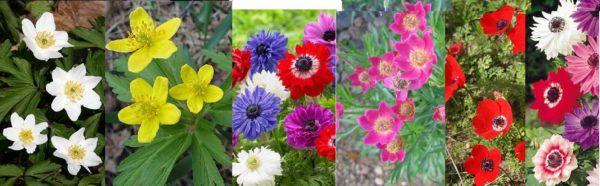 Anemones - huge number of colors, shapes