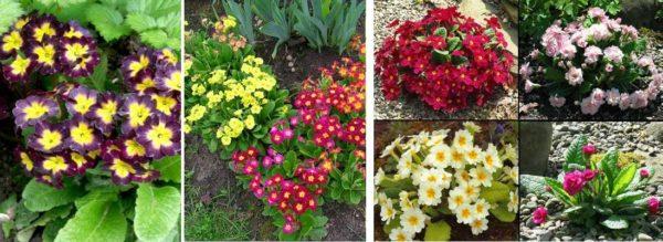 Primroses are very numerous. There are so many forms, species and colors