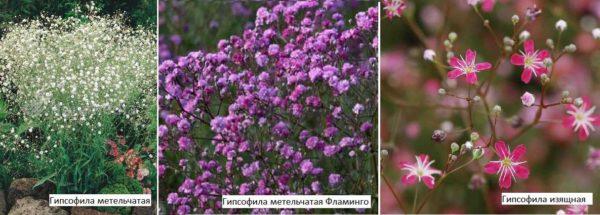 Gypsophila is also called kachim, gypsolubka, tumbleweed.