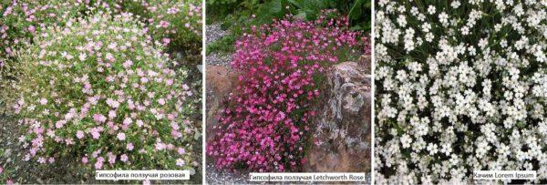 Creeping kachim - looks great on rocks