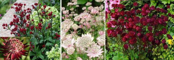 Astrantia - beautiful blooming all summer flowers for the countryside 