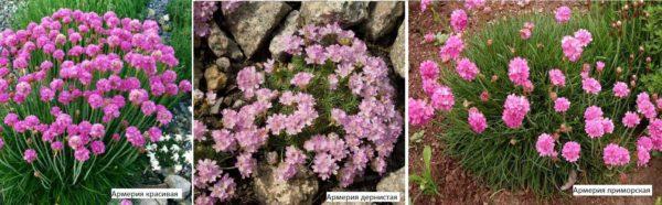 Armeria - an excellent decoration of any flowerbed, rockery, alpinarium