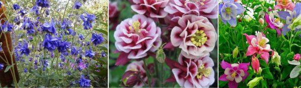 Aquilegia (waterspout) is another summer plant with very beautiful flowers