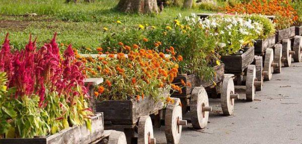 Autumn flowers for the cottage are not so numerous