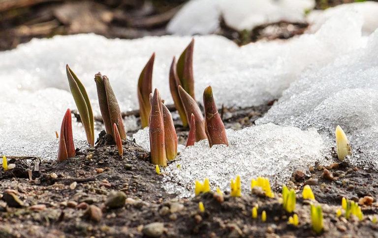 Snow melting in spring