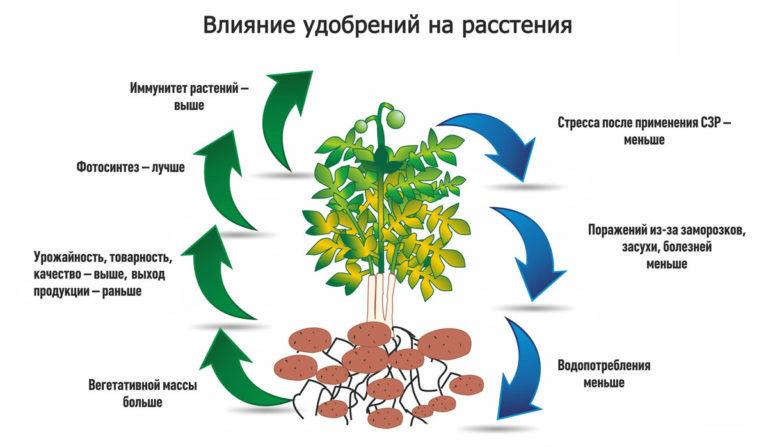 Effect of fertilizers on plants