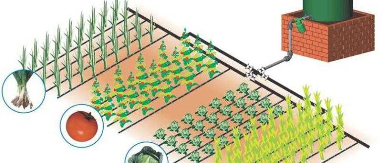 Irrigação por gotejamento na estufa e na horta com suas próprias mãos